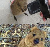 The Quokka, The Happiest Animal In The World