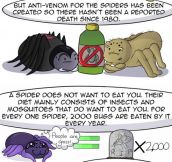 Simple Guide About Spiders