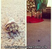 He Will Never Lose His Tortoise Again