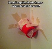 How To Properly React When You See A Spider
