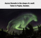 Wolf Aurora Borealis
