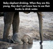 Baby Elephants’ Clumsiness
