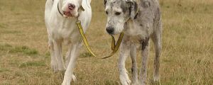 Great Dane And Her Guide Dog