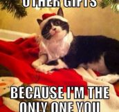 Overly Attached Holiday Cat
