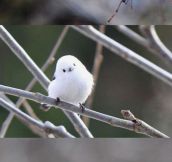 Probably The Cutest Bird You’ll See Today