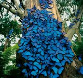 Blue Butterflies In The Amazon