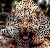 Magnificent Blue Eyed Leopard