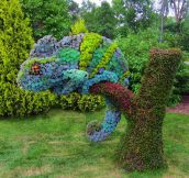 Clever Chameleon Topiary