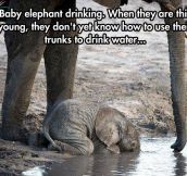 Baby Elephant Doing His Best