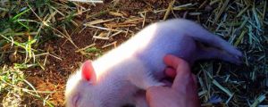 Little Pigs Love A Good Scratch