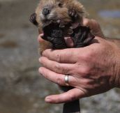 Tiny Baby Beaver