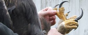 Eagles Have Really Large Talons
