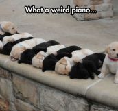 The Keys Are Alive, With The Sound Of Tiny Puppies