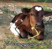 Love Cow