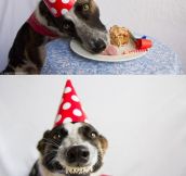 Dog’s Birthday Party