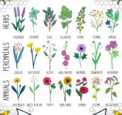 What To Plant To Save The Bees