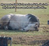 The Only Horse That Sleeps This Way