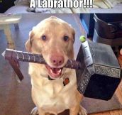 Dog With A Hammer