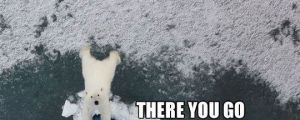 Helpful Polar Bear