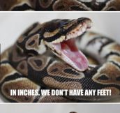 The Proper Way To Measure A Snake