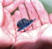 Tiny Baby Blue Marlin