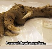 Well Preserved Claw