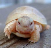 What An Baby Albino Turtle Looks Like