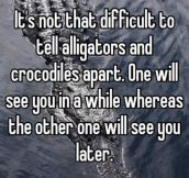 Crocodile Or Alligator?