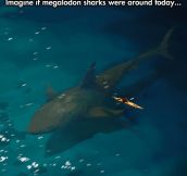 Megalodon Sharks: The Nightmare Of The Ocean