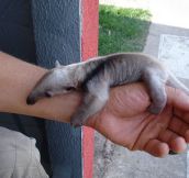 This Anteater Is So Tiny