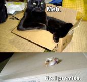 Cats Try A New Box