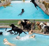 Pool Party For Dogs