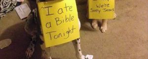 Atheist Dogs
