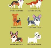 The Dogs Of The World