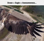 Drone And Eagle Flight Together