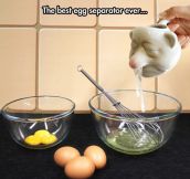 Egg Separator Win
