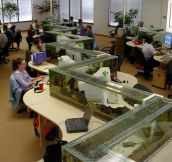 Epic Office Fish Tank