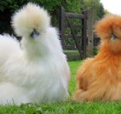 Fluffiest Chickens You Will Ever See