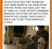 Mind-Blowing Cat Story