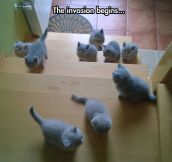 The Cutest Infestation Ever