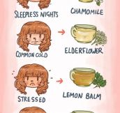 Useful Chart About Tea