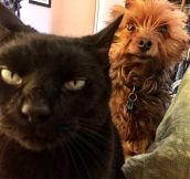 When The Cat Is Plotting To Kill You And The Dog Is Trying To Warn You