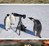 Animals Who Want To Be Photographers