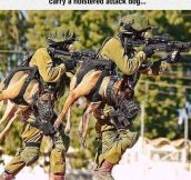 Holstered Attack Dogs