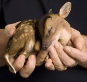 Just In Case Your Day Needs More Baby Deer