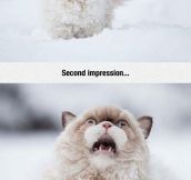 Cat Vs. Snow