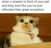 Sneezing In Front Of Your Pet