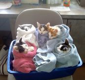 Here’s Your Order Of Purritos