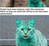 The Story Of The Turquoise Cat