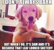 Barking Dog Logic